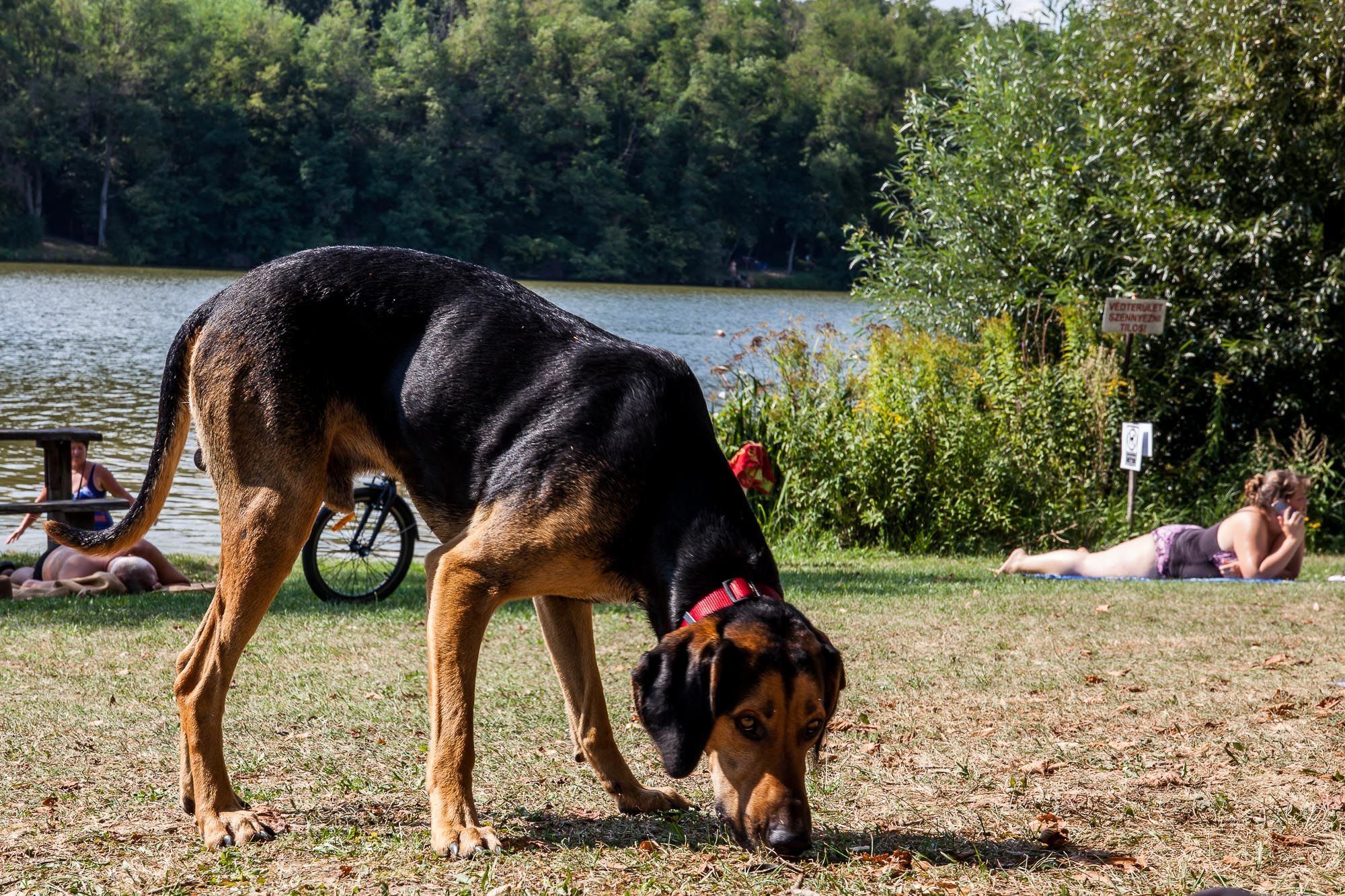 Zalalövő, Borostyán-tó - Fotó: Czvitkovits Judit