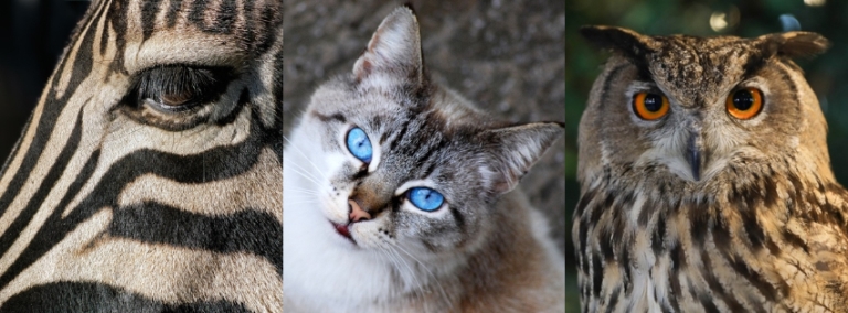 állat teszt személyiség tulajdonságok