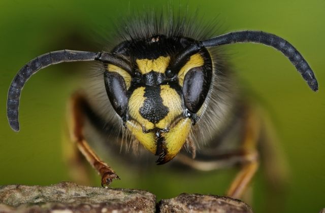 darázs személyiségtípus félelem fóbia