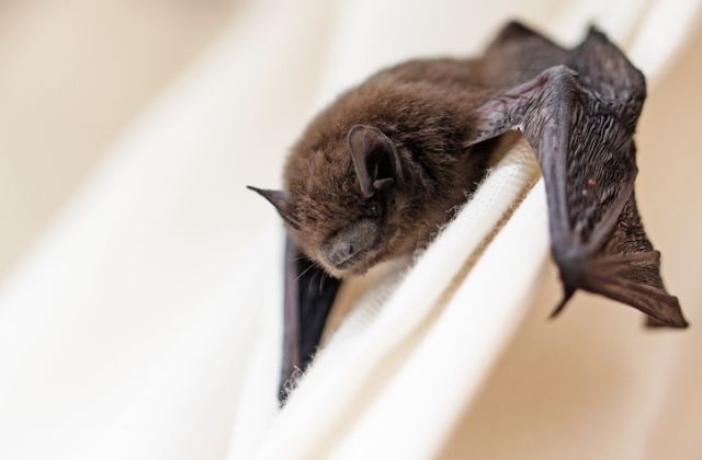 denevér fóbia félelem személyiségtípus