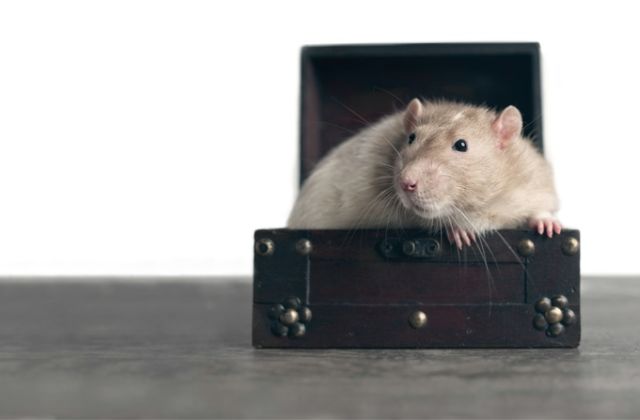 egér féleleme fóbia személyiségtípus