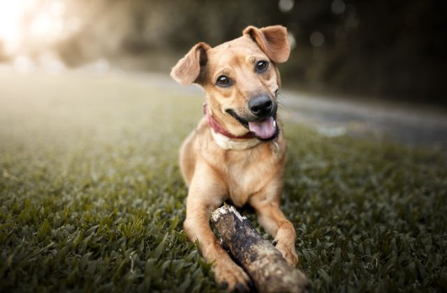 félelem személyiség kutya