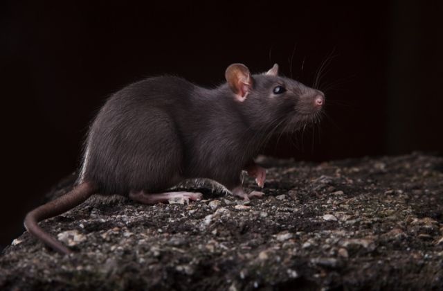 patkány félelem fóbia személyiségtípus