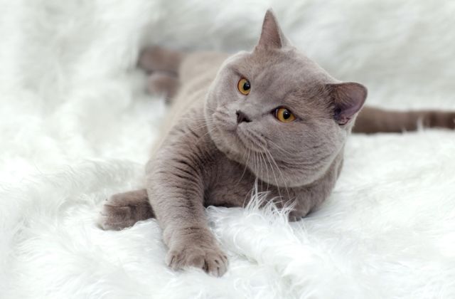 macska horoszkóp kos csillagjegy