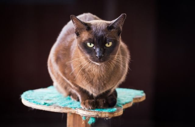 macska horoszkóp bak csillagjegy