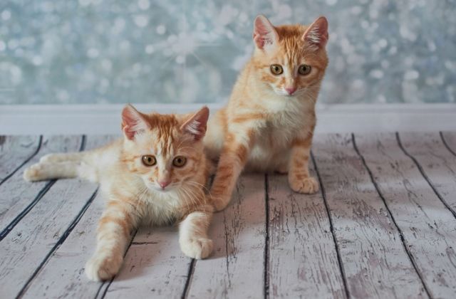 macska horoszkóp vízöntő csillagjegy