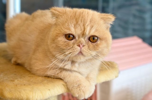 macska horoszkóp halak csillagjegy