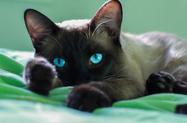 macska horoszkóp bika csillagjegy