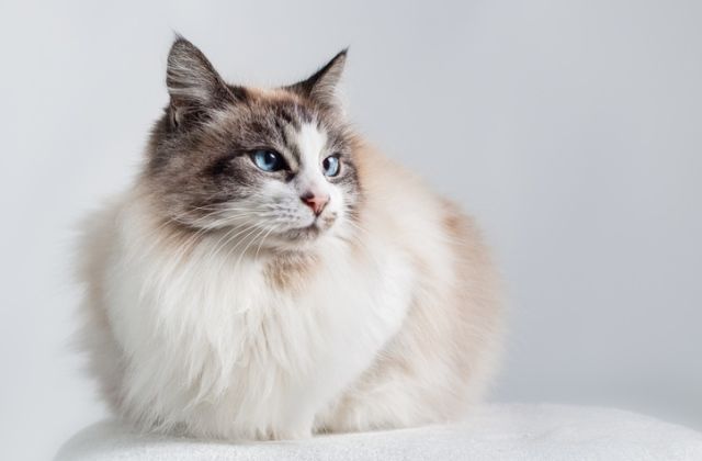 macska horoszkóp rák csillagjegy