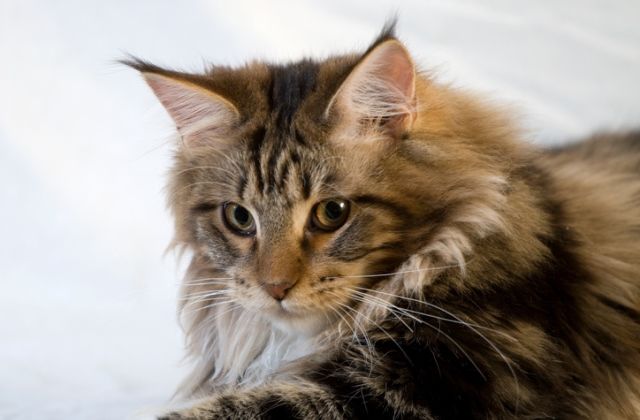 macska horoszkóp oroszlán csillagjegy