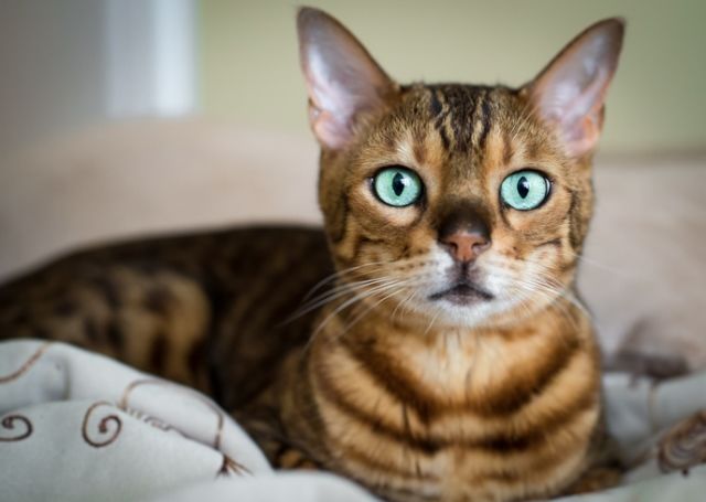 macska horoszkóp szűz csillagjegy