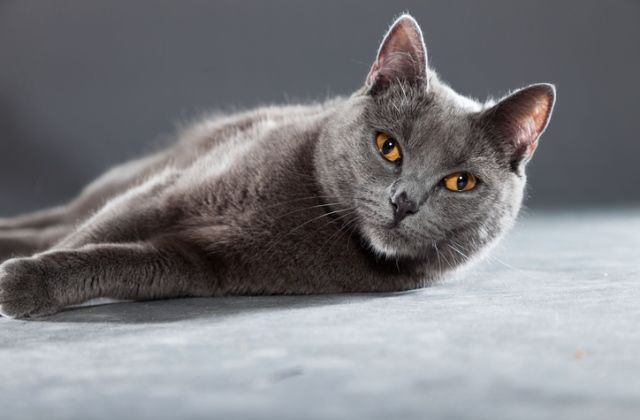 macska horoszkóp mérleg csillagjegy