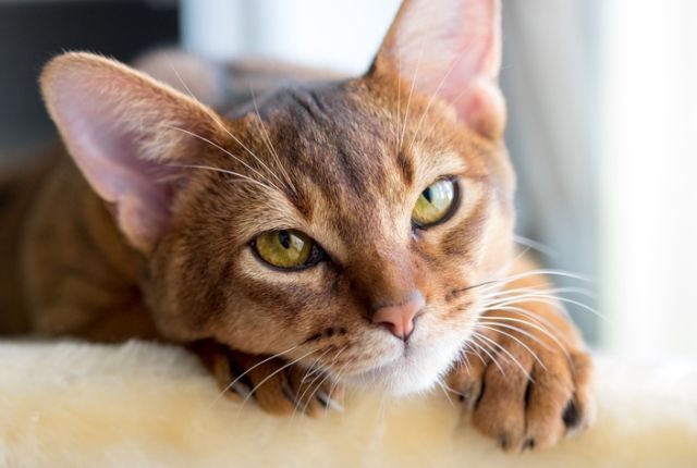 macska horoszkóp skorpió csillagjegy