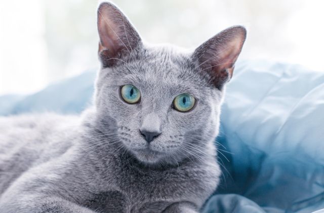 macska horoszkóp nyilas csillagjegy