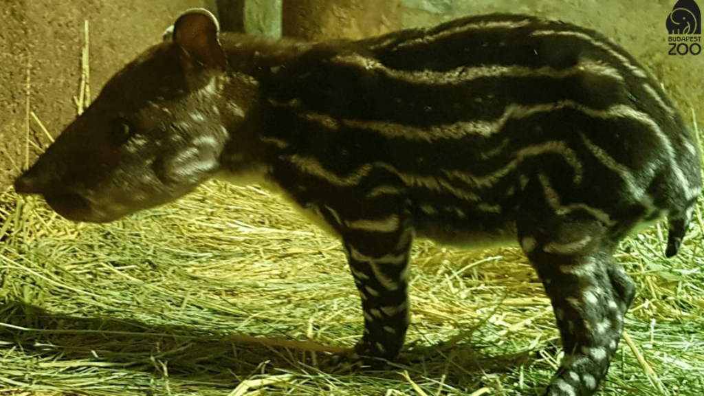 tapir