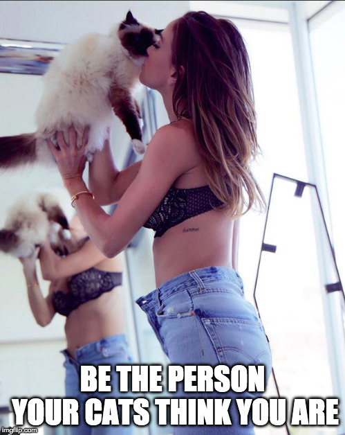 Vajna Tímea macskái