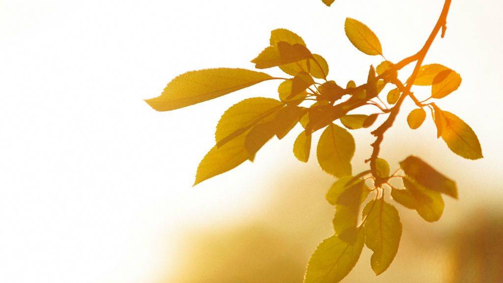 vénasszonyok nyara időjárás előrejelzés