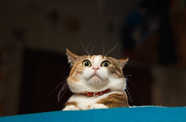 napi kínai horoszkóp 2018. október 14.