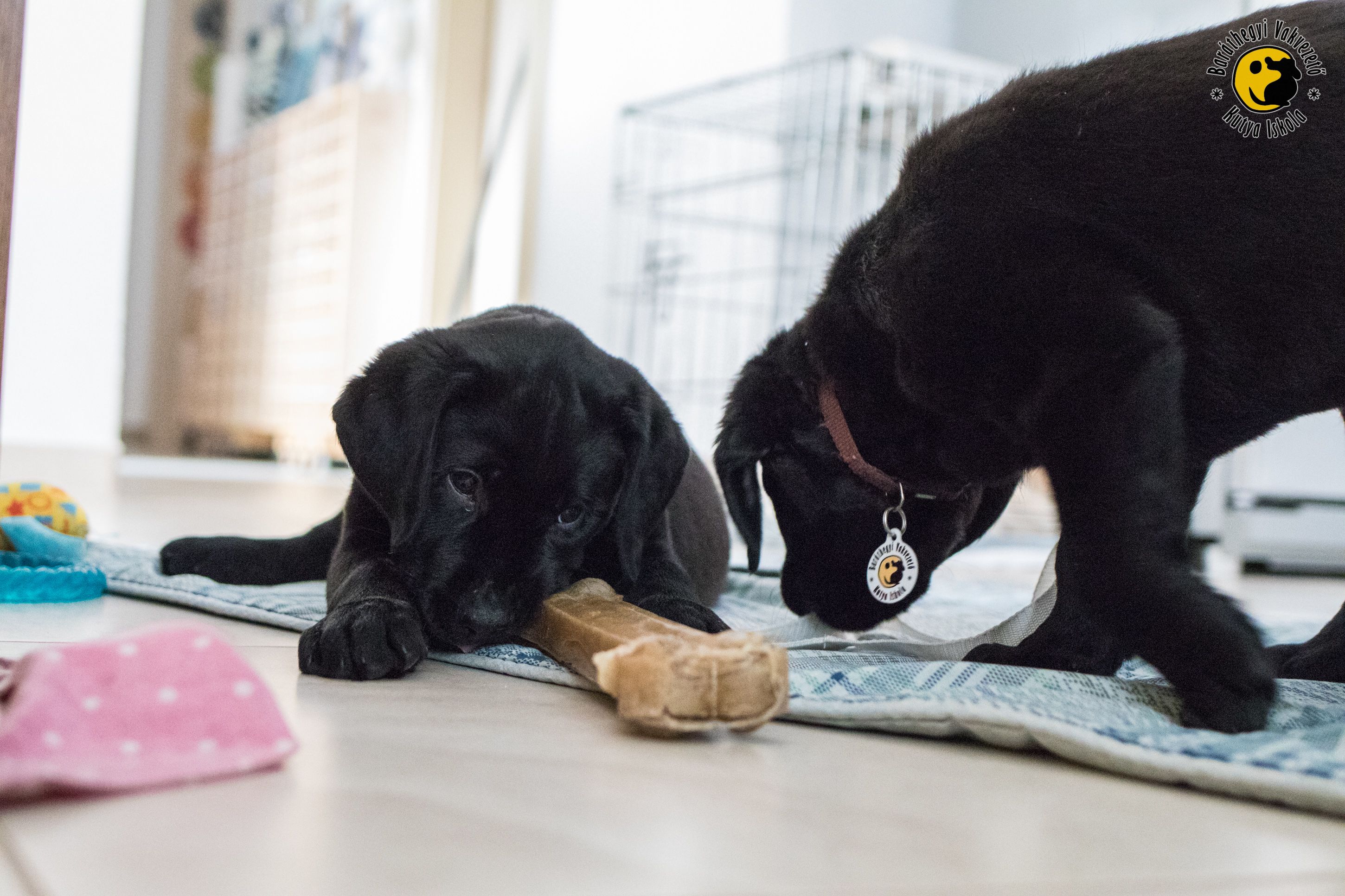 artúr alma baráthegyi vakvezető kutya