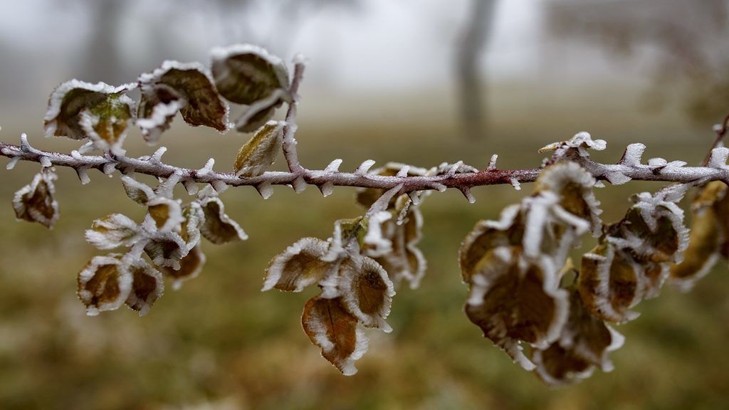 Hétvégén hajnalra akár a fagypont közelébe is csökkenhet a hőmérséklet (fotó: MTI/Varga György)