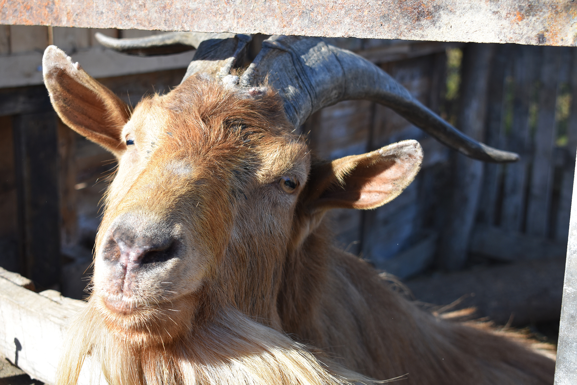 Ördög - Fotó: Ignácz Péter