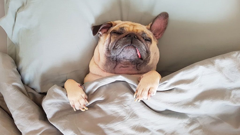 Ha egyszer felengeded az ágyra... (fotó: istock)