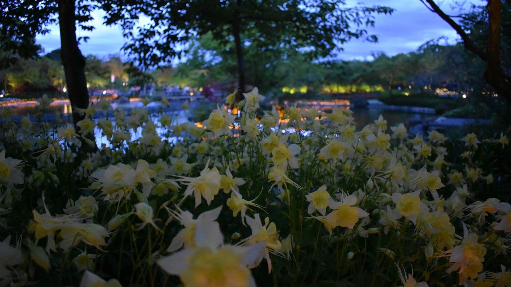 nabananosato narcisz japán