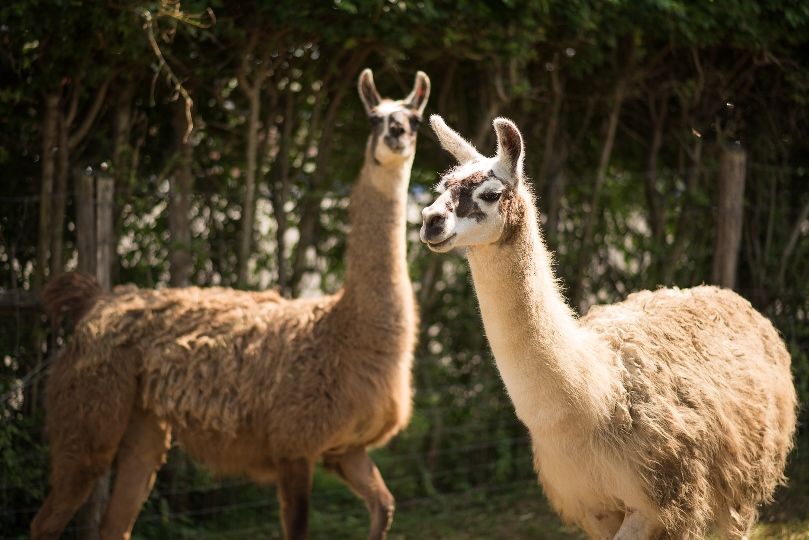 samu saci lámaesküvő