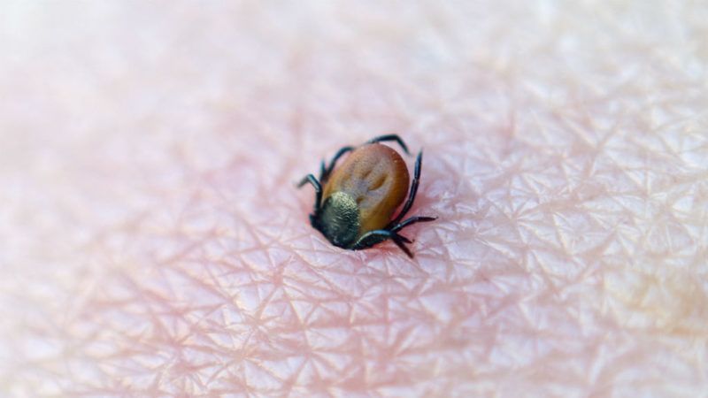 kullancs kullancscsípés