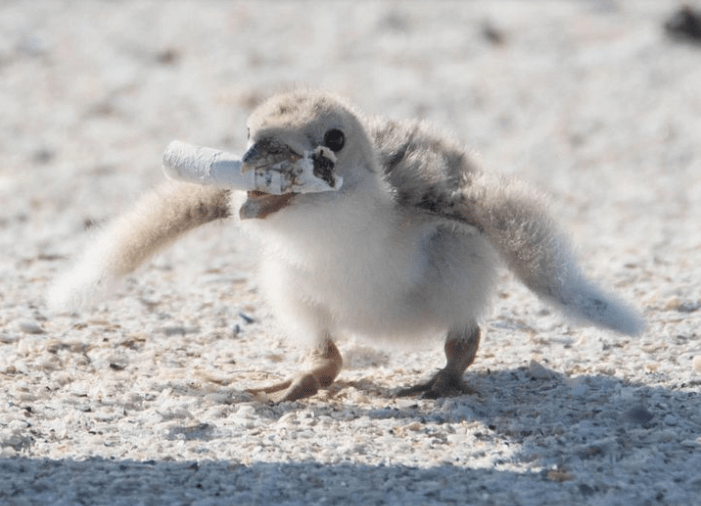 madár környezetszennyezés csikk