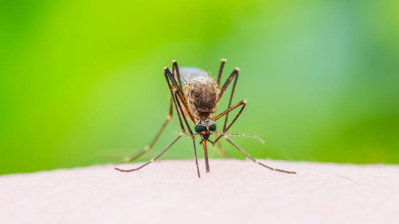 szúnyog szúnyogcsípés