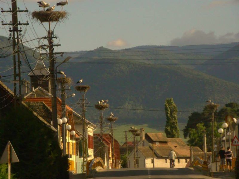 keresztényfalva gólya