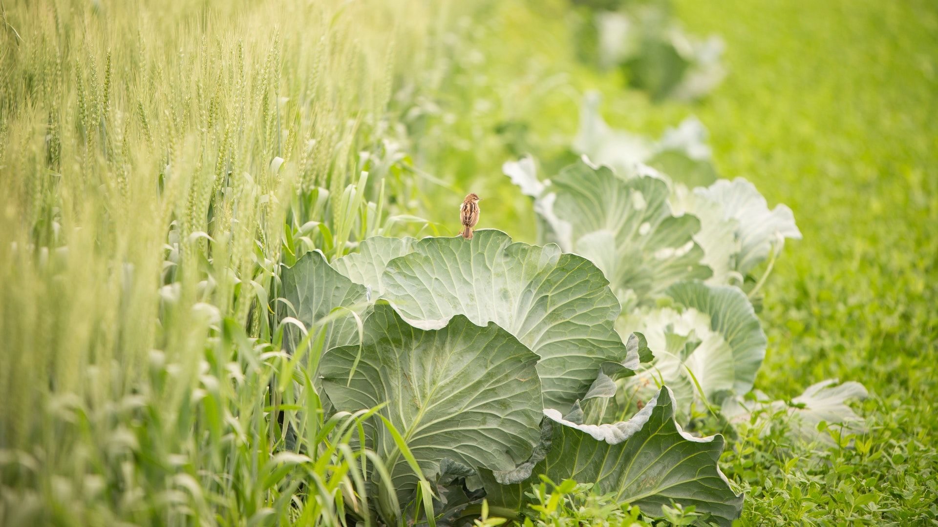 káposzta, termőföld, zöldség