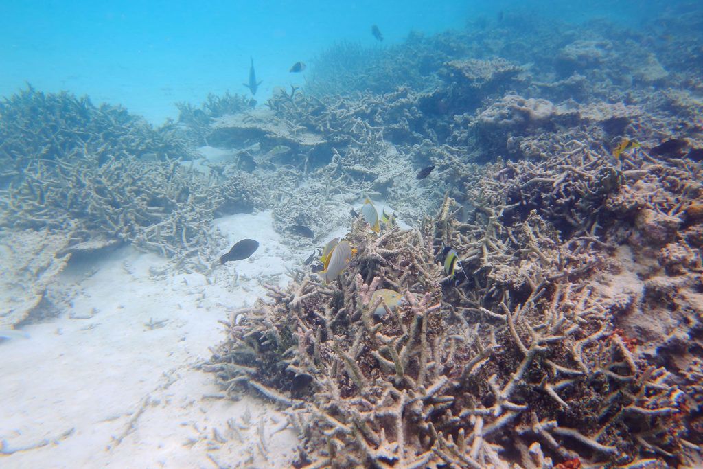 Elpusztult korallzátony-szakasz a Maldív-szigeteknél (Fotó: iStock)