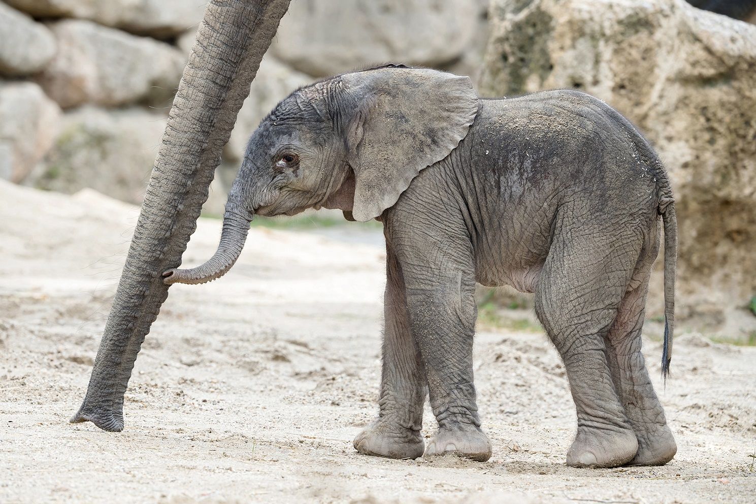 bécsi állatkert kiselefánt