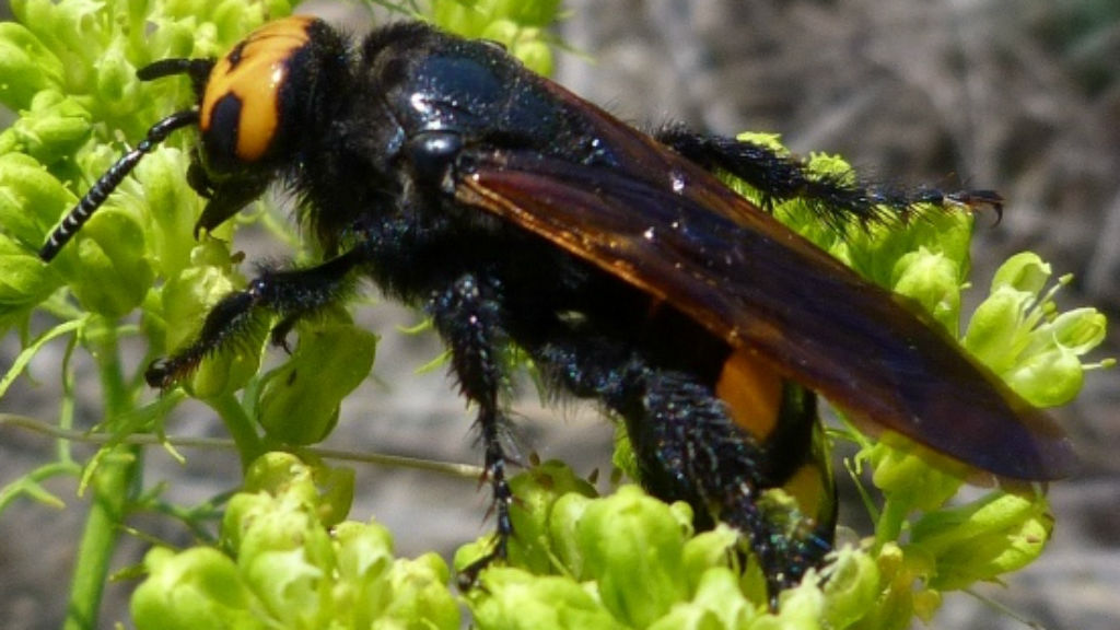 Óriás tőrösdarázs