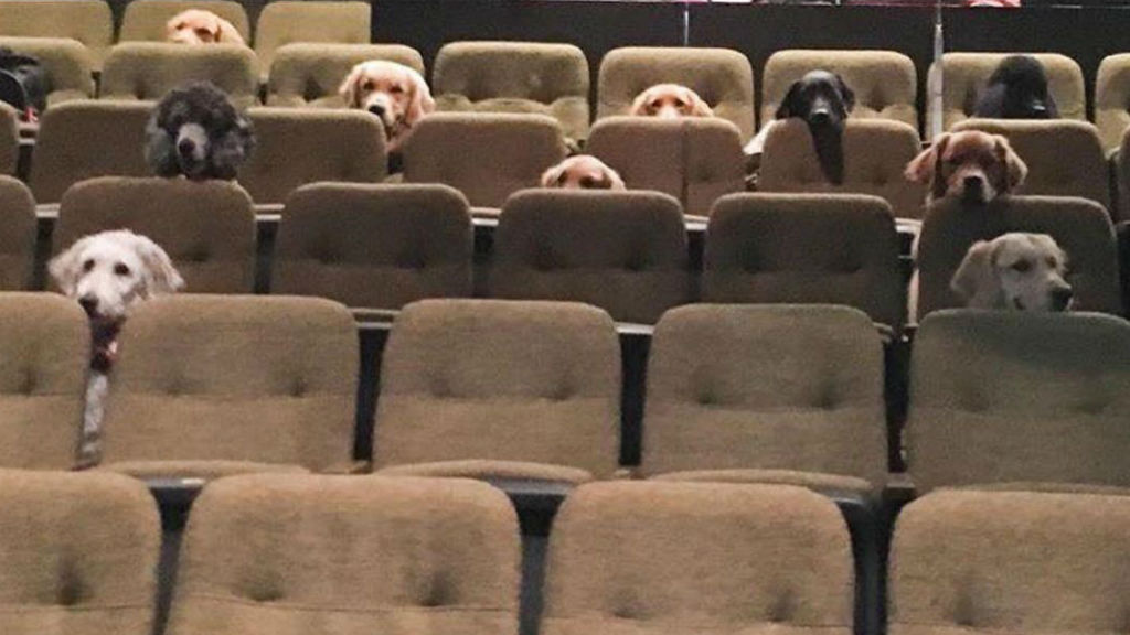 segítőkutya színház