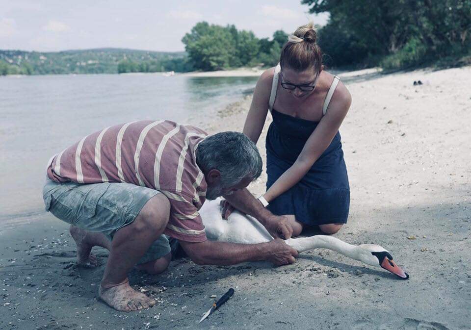 hattyú állatmentés pilismarót