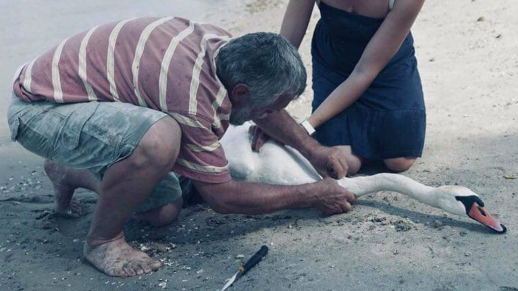 hattyú állatmentés pilismarót