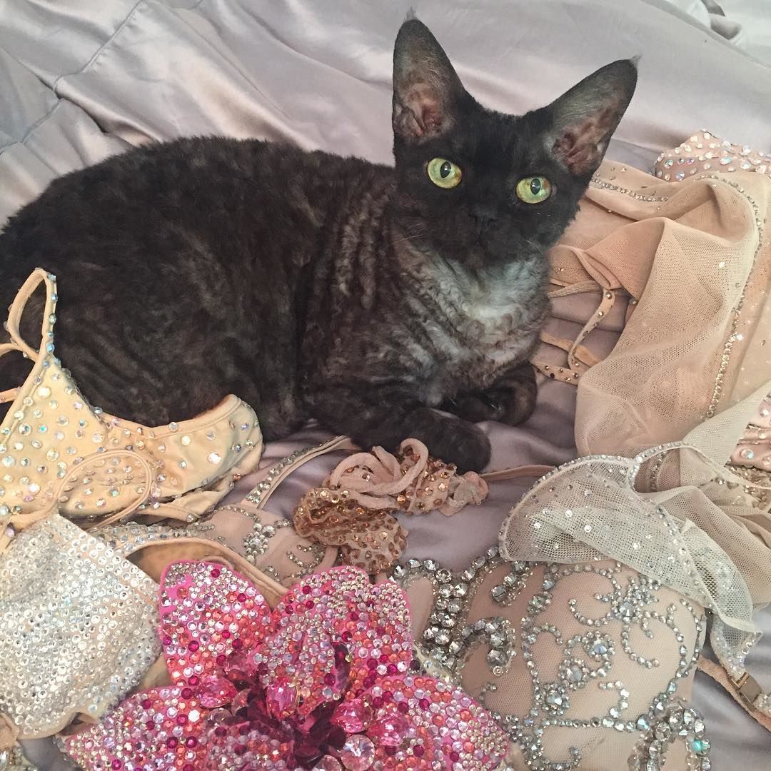 Dita Von Teese cicája Aleister Von Teese