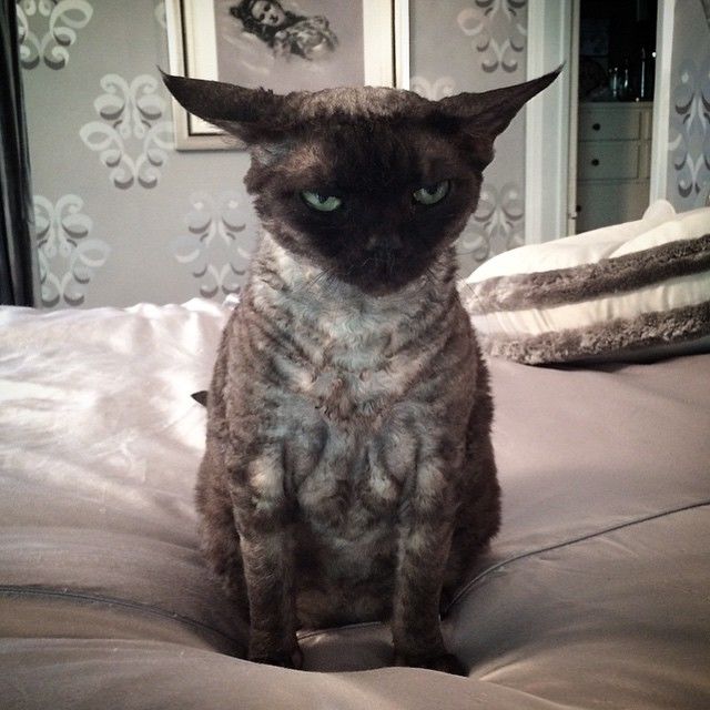 Dita Von Teese cicája Aleister Von Teese