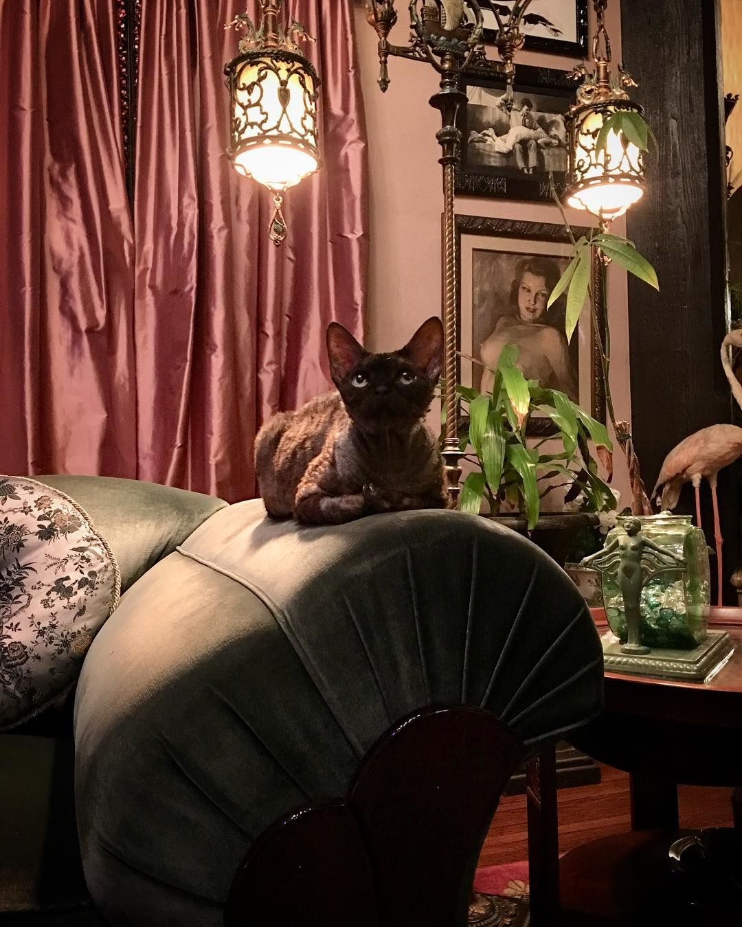 Dita Von Teese cicája Aleister Von Teese