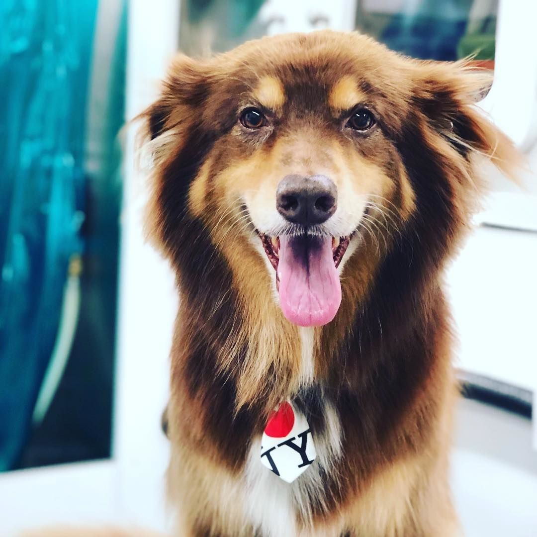 Amanda Seyfried kutyája, Finn