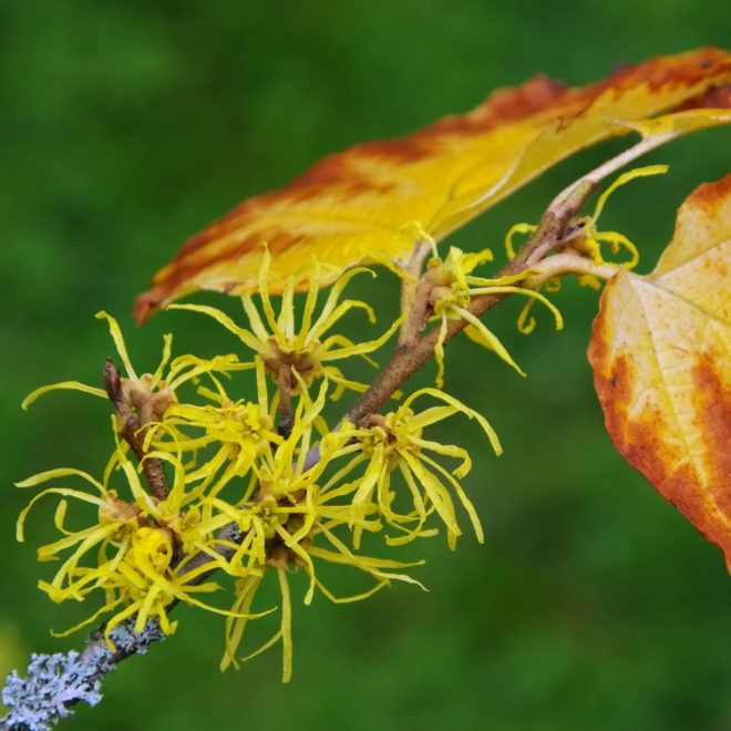 Hamamelis virginia (csodamogyoró) - Fotó: Profimedia, Alamy