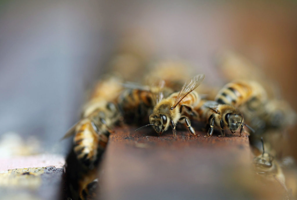házi méh