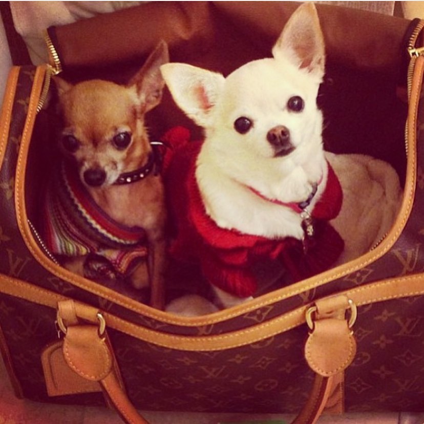 Paris Hilton kiskutyái