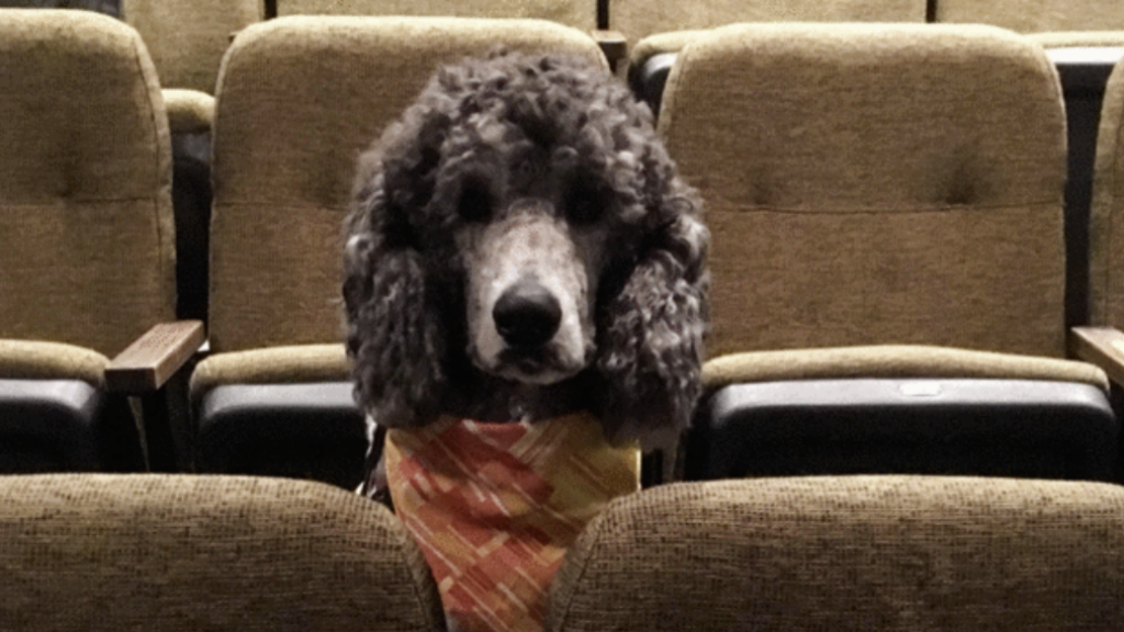 segítőkutya színház