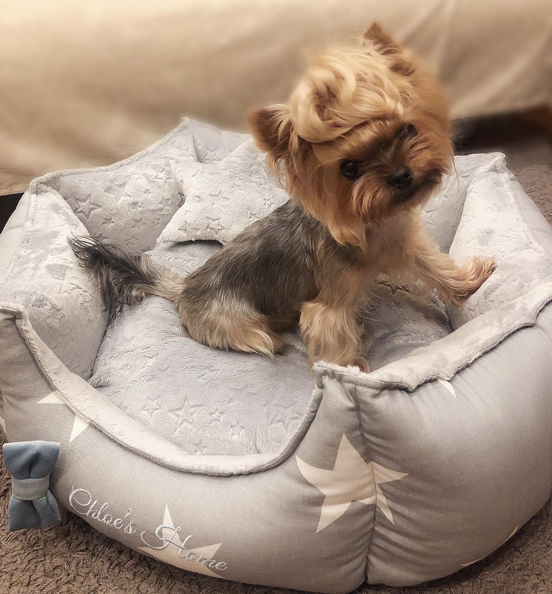 Tolvai Reni kutyája Luxi