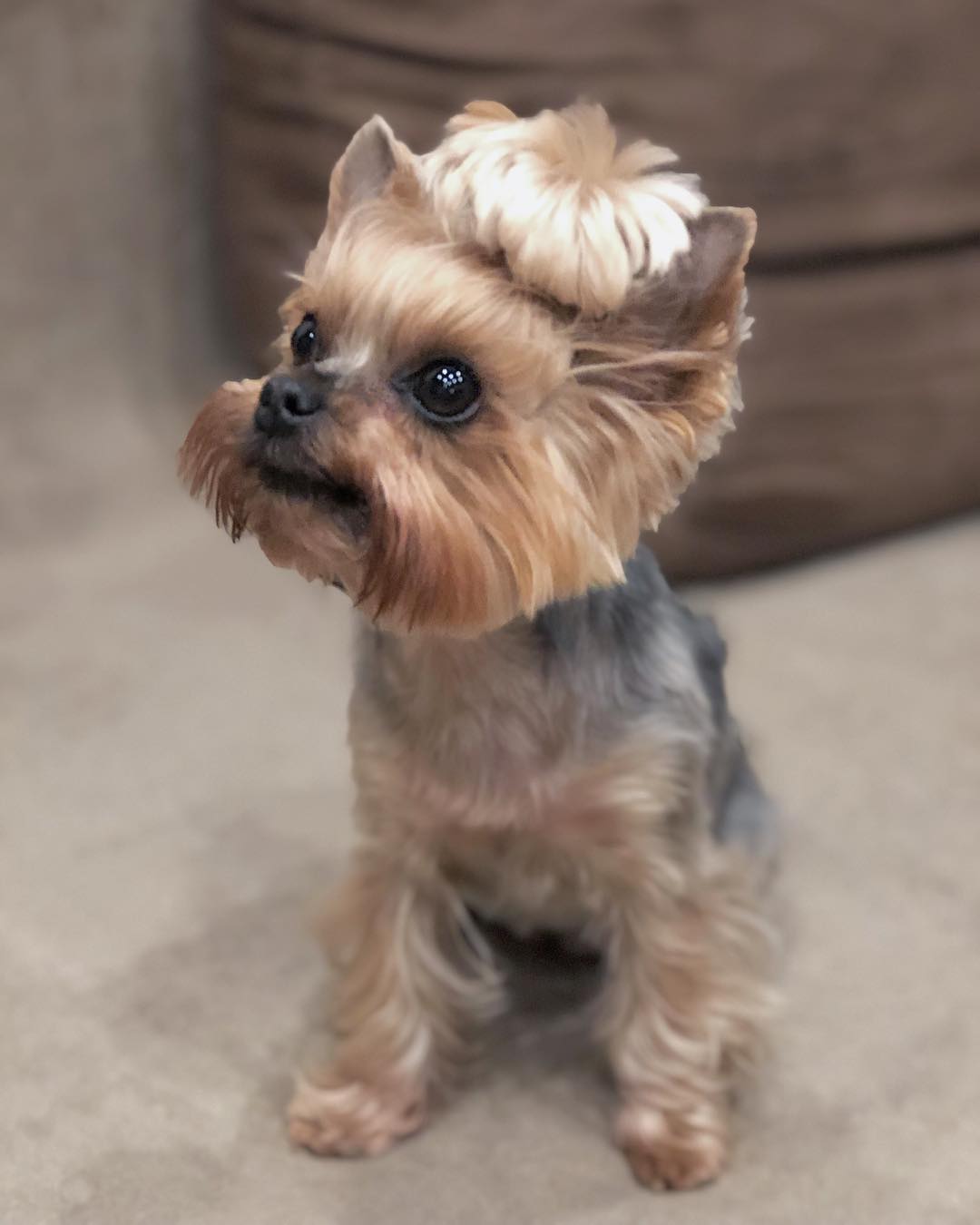 Tolvai Reni kutyája Luxi