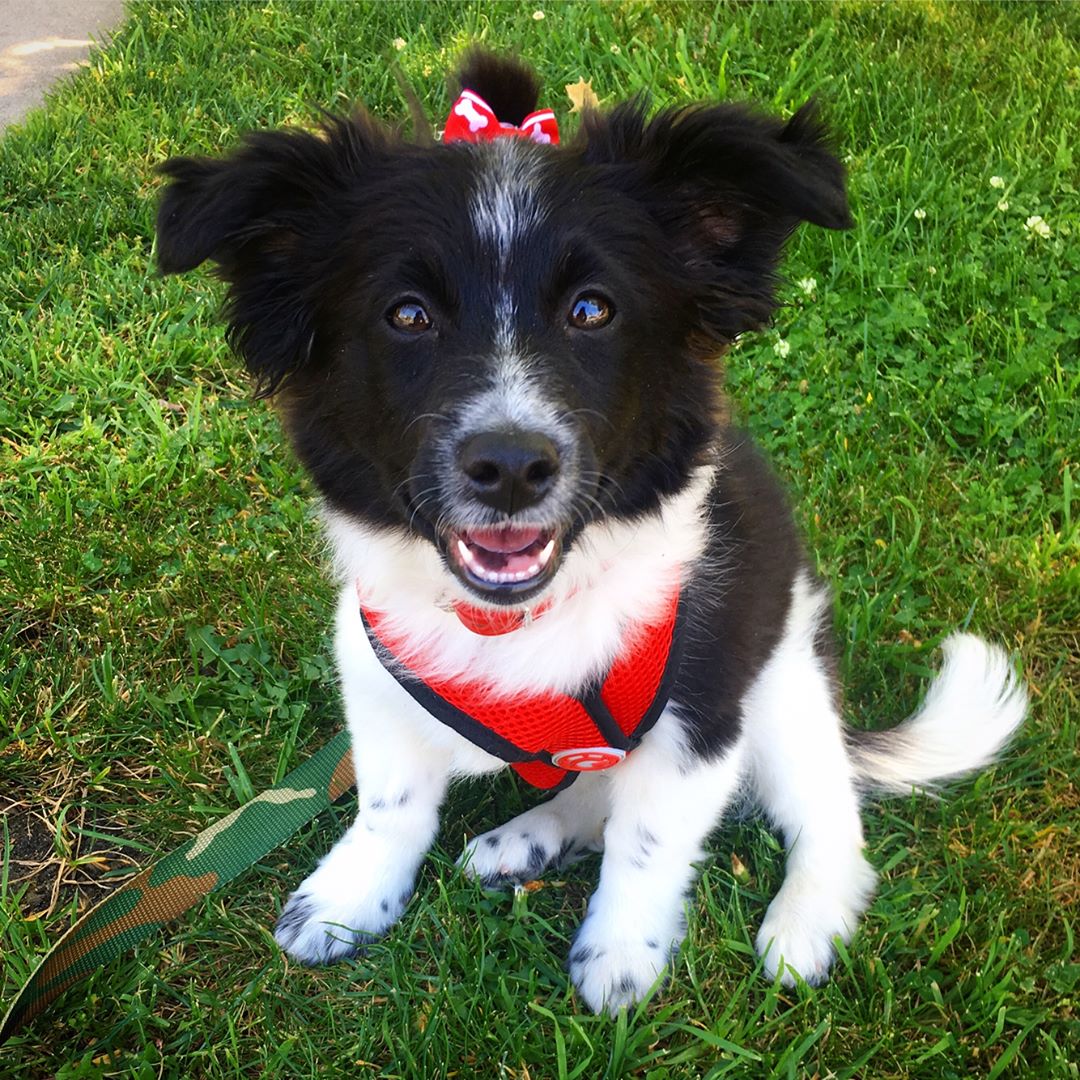 Nina Dobrev kutyája Maverick